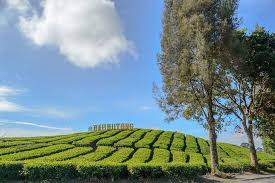 Hamparan Teh Di Indonesia